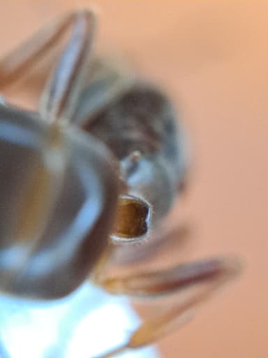 Lasius mixtus photo 115