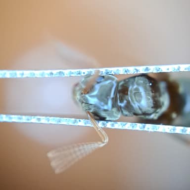 Lasius mixtus photo 116