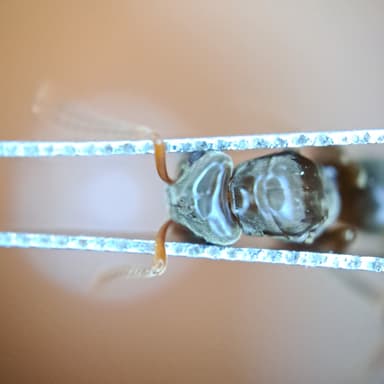 Lasius mixtus photo 117