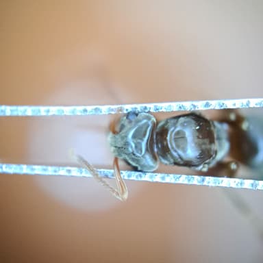 Lasius mixtus photo 118