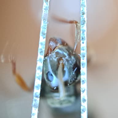 Lasius mixtus photo 119