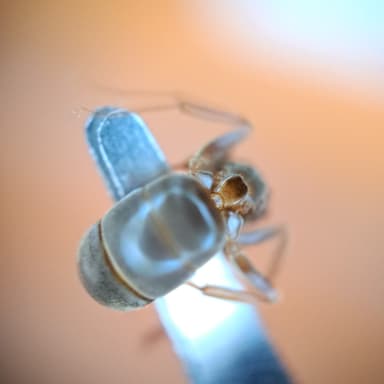 Lasius mixtus photo 121