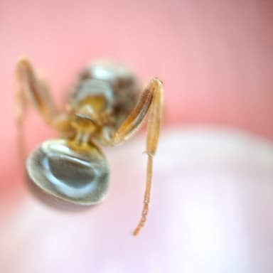 Lasius mixtus photo 122