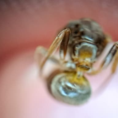 Lasius mixtus photo 123