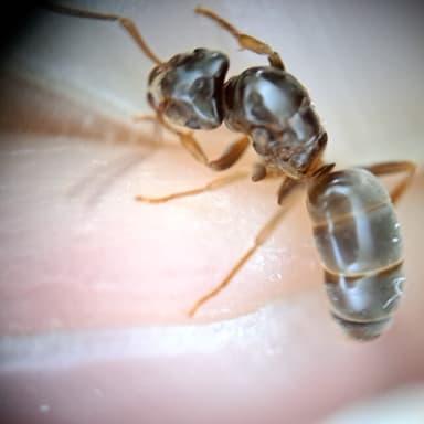 Lasius mixtus photo 124
