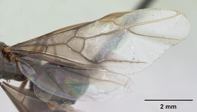 Lasius mixtus — queen photo 3