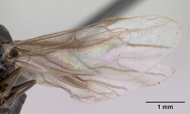 Lasius mixtus — queen photo 4