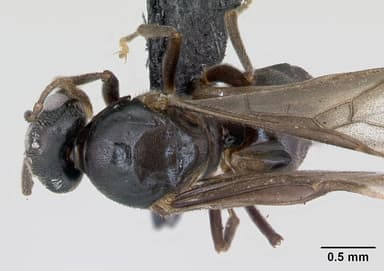 Lasius mixtus — queen photo 5