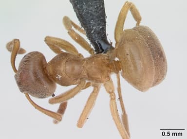 Lasius mixtus — queen photo 7