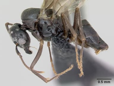 Lasius mixtus — queen photo 8