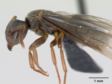 Lasius mixtus — queen photo 9