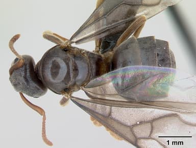 Lasius mixtus — queen photo 10