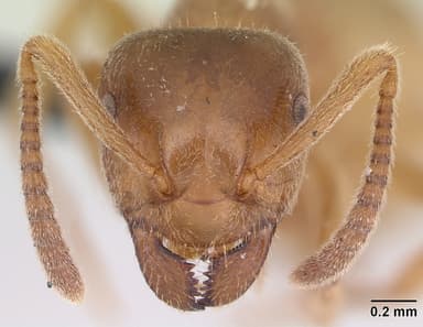 Lasius mixtus — queen photo 11