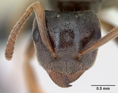 Lasius mixtus — queen photo 12