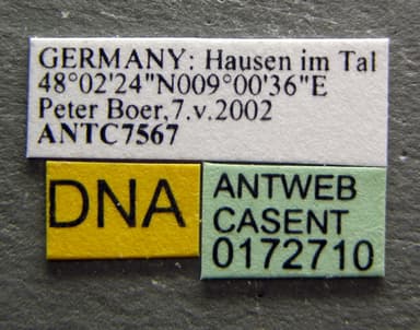 Lasius mixtus photo 13