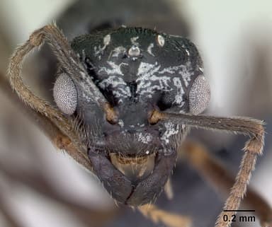 Lasius mixtus — queen photo 14