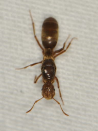 Lasius murphyi photo 2