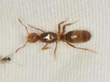 Lasius murphyi photo 3