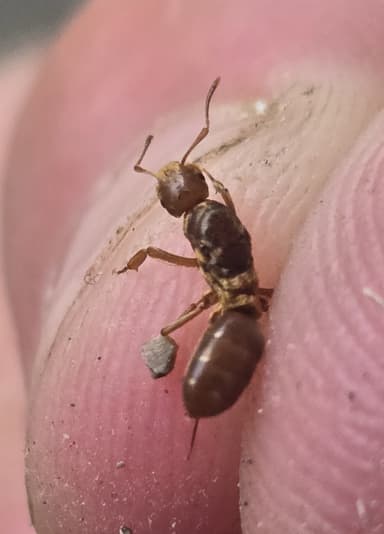 Lasius murphyi photo 4