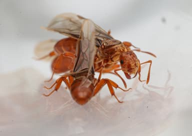 Lasius murphyi photo 5