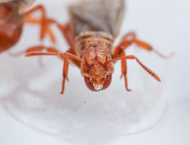 Lasius murphyi photo 6