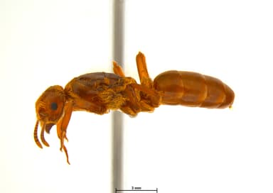 Lasius murphyi photo 7