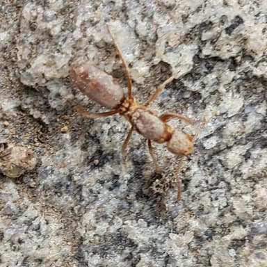 Lasius murphyi photo 9