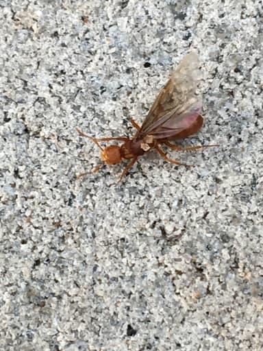 Lasius murphyi photo 10