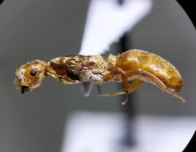 Lasius murphyi photo 11