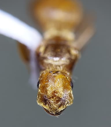Lasius murphyi photo 12