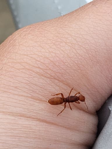 Lasius murphyi — queen photo 13