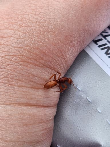 Lasius murphyi — queen photo 14