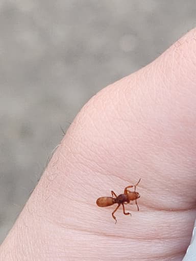Lasius murphyi — queen photo 15