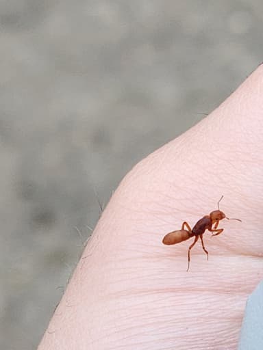 Lasius murphyi — queen photo 16