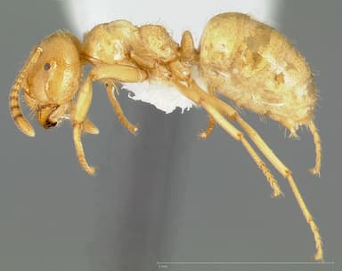 Lasius murphyi — queen photo 1