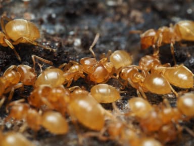 Lasius nearcticus — colony photo 6