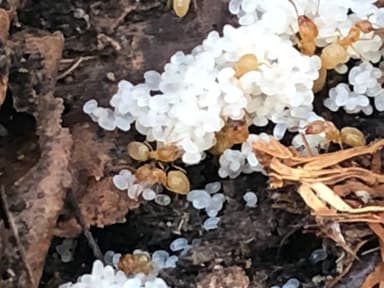 Lasius nearcticus photo 9