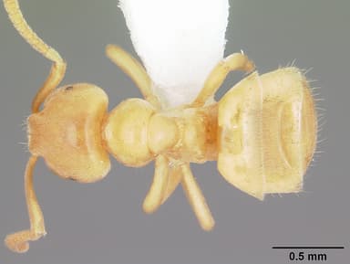 Lasius nearcticus — queen photo 3