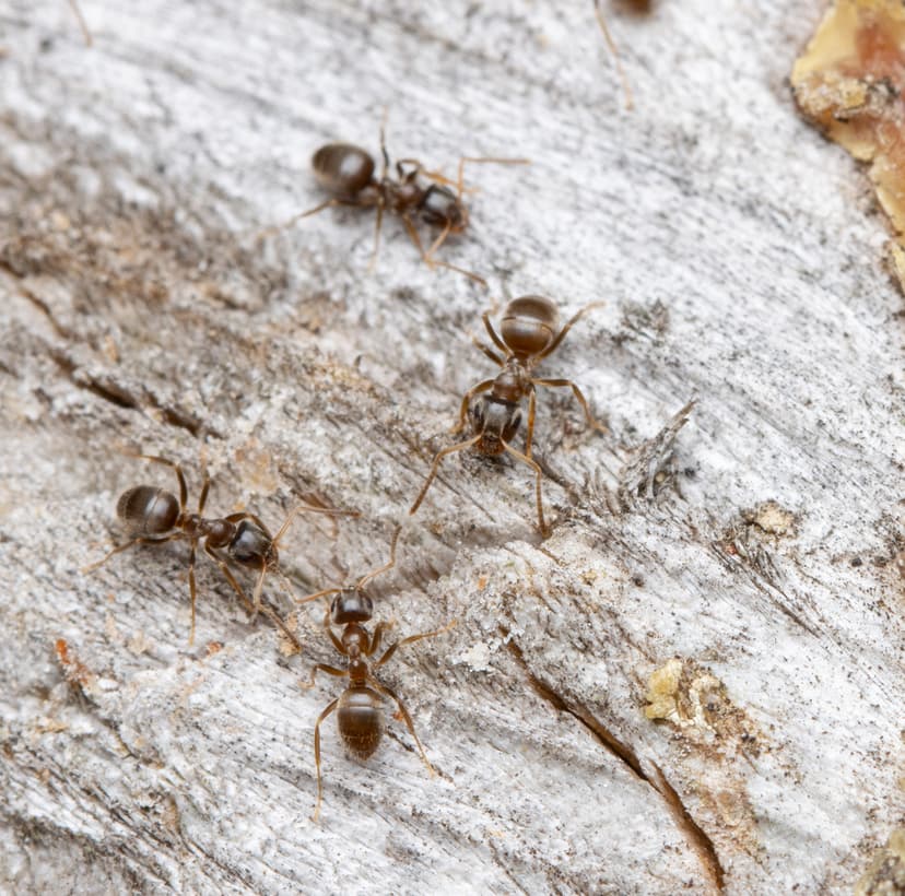 Lasius neglectus photo 1