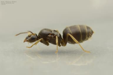 Lasius neglectus — queen photo 6