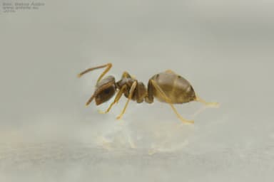 Lasius neglectus — queen photo 7