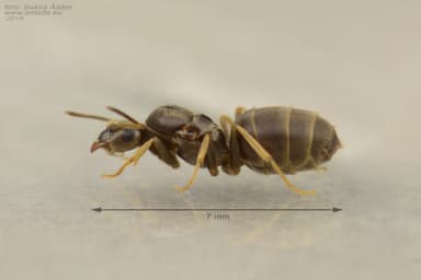 Lasius neglectus — queen photo 8
