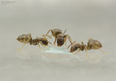 Lasius neglectus — queen photo 9