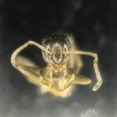 Lasius neglectus — colony photo 10