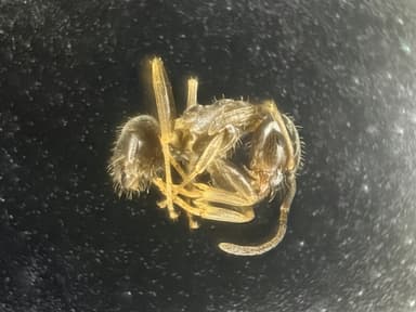 Lasius neglectus — colony photo 11