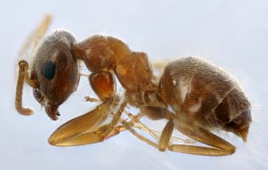 Lasius neglectus photo 13