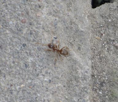 Lasius neglectus photo 16