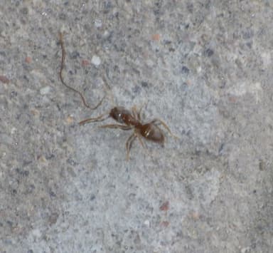 Lasius neglectus photo 18