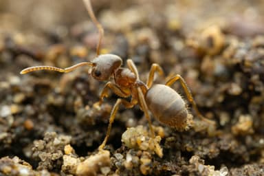 Lasius neoniger photo 16