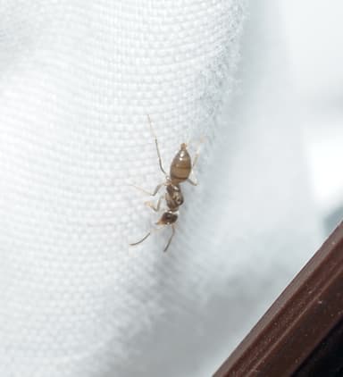 Lasius neoniger photo 18